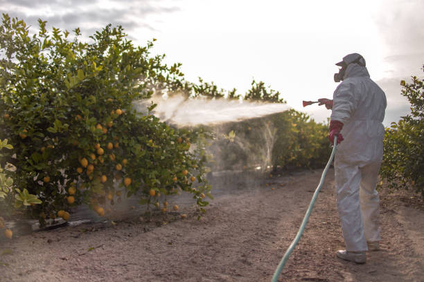 Best Wasp Removal Services  in Newcastle, WA