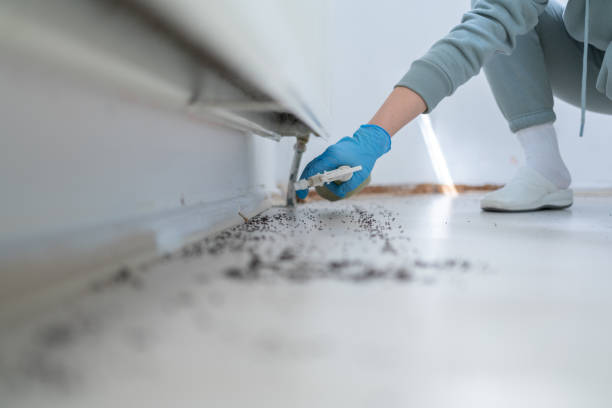 Best Rat Extermination Near Me  in Newcastle, WA